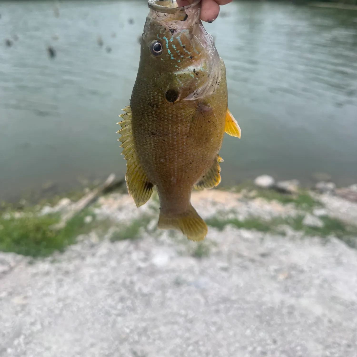 Green sunfish caught on Fishbrain