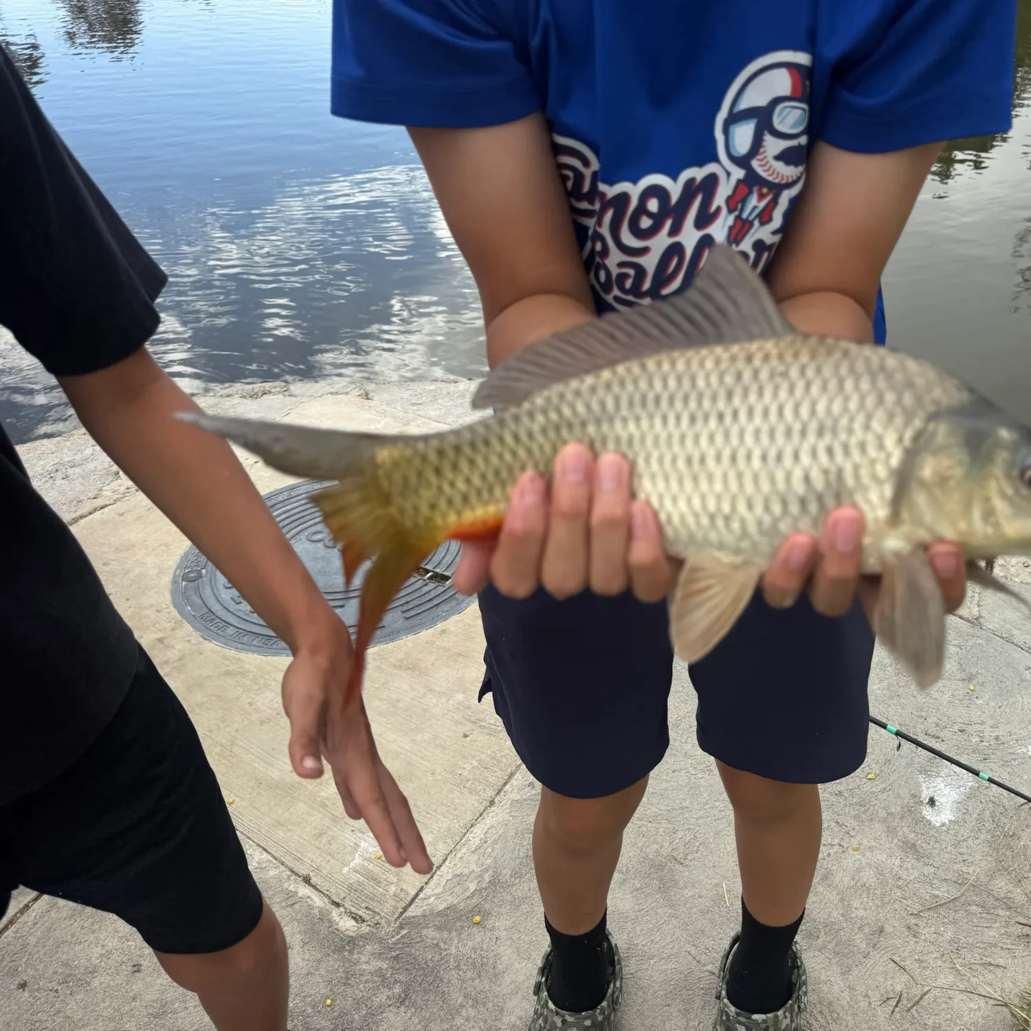 Common carp caught on Fishbrain