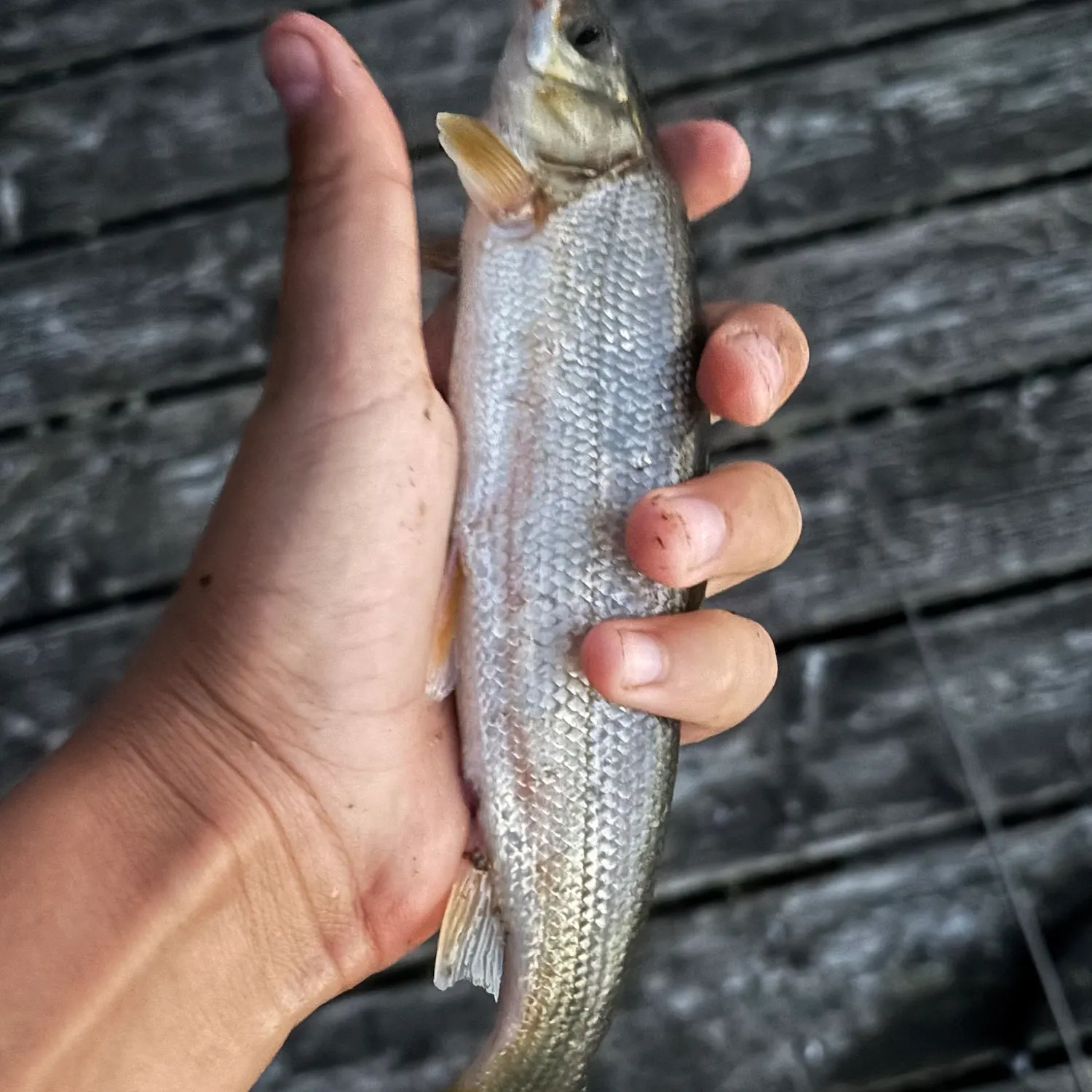 Northern pikeminnow caught on Fishbrain