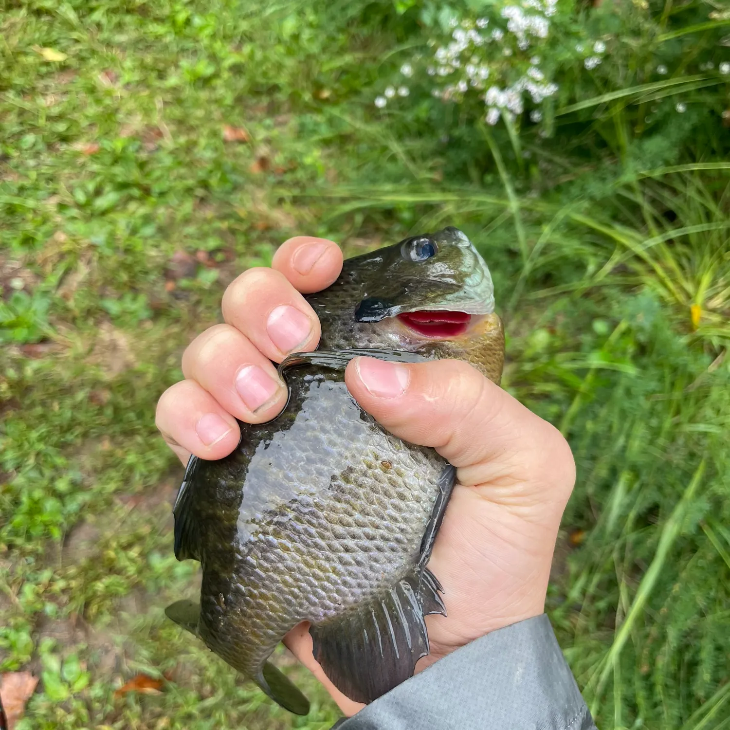 Bluegill caught on Fishbrain