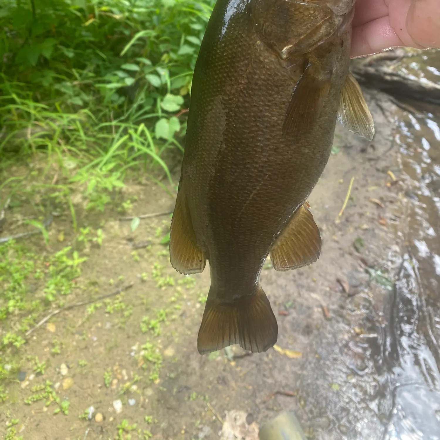 Smallmouth bass caught on Fishbrain