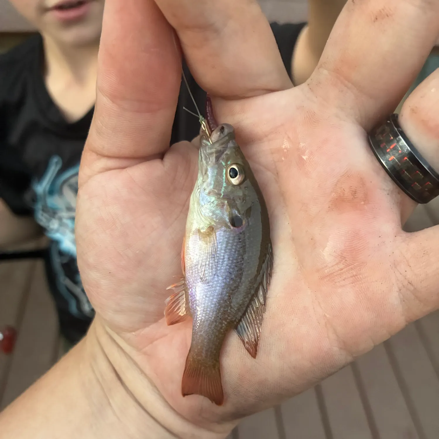 Greengill hybrid caught on Fishbrain