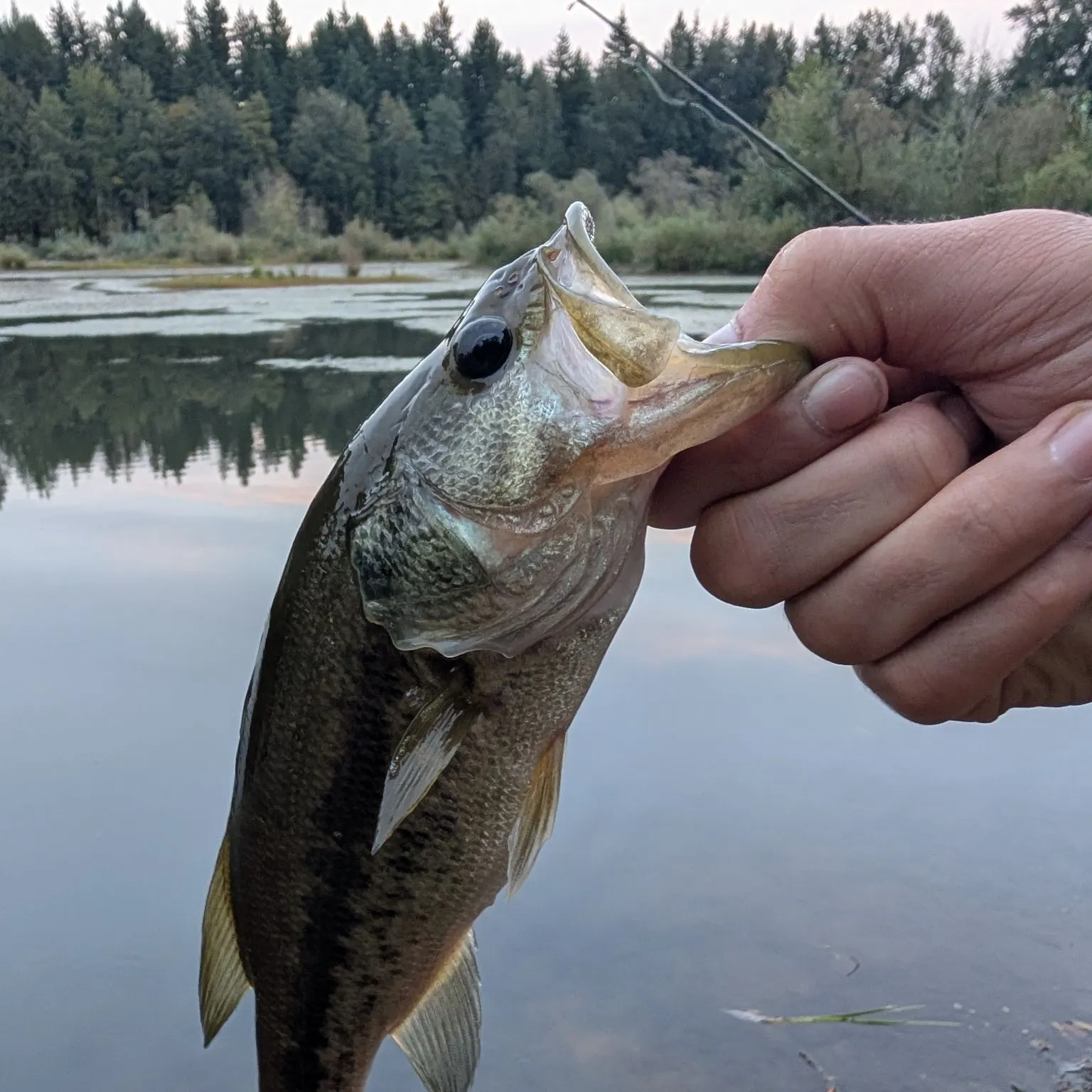 Largemouth bass caught on Fishbrain