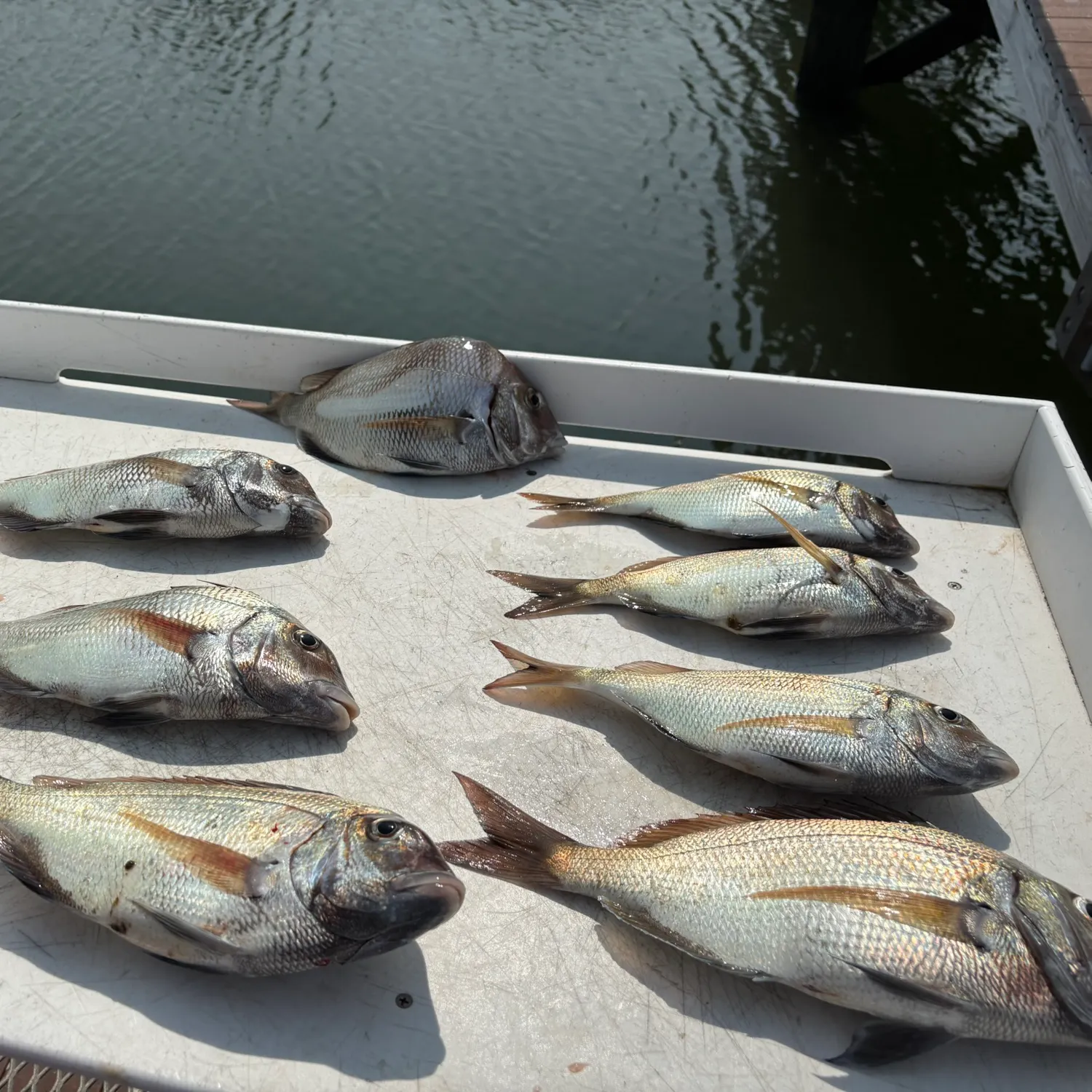 The most recent Silver porgy catches on Fishbrain