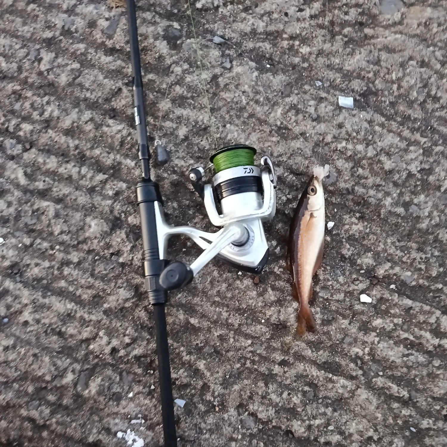 Pollack caught on Fishbrain
