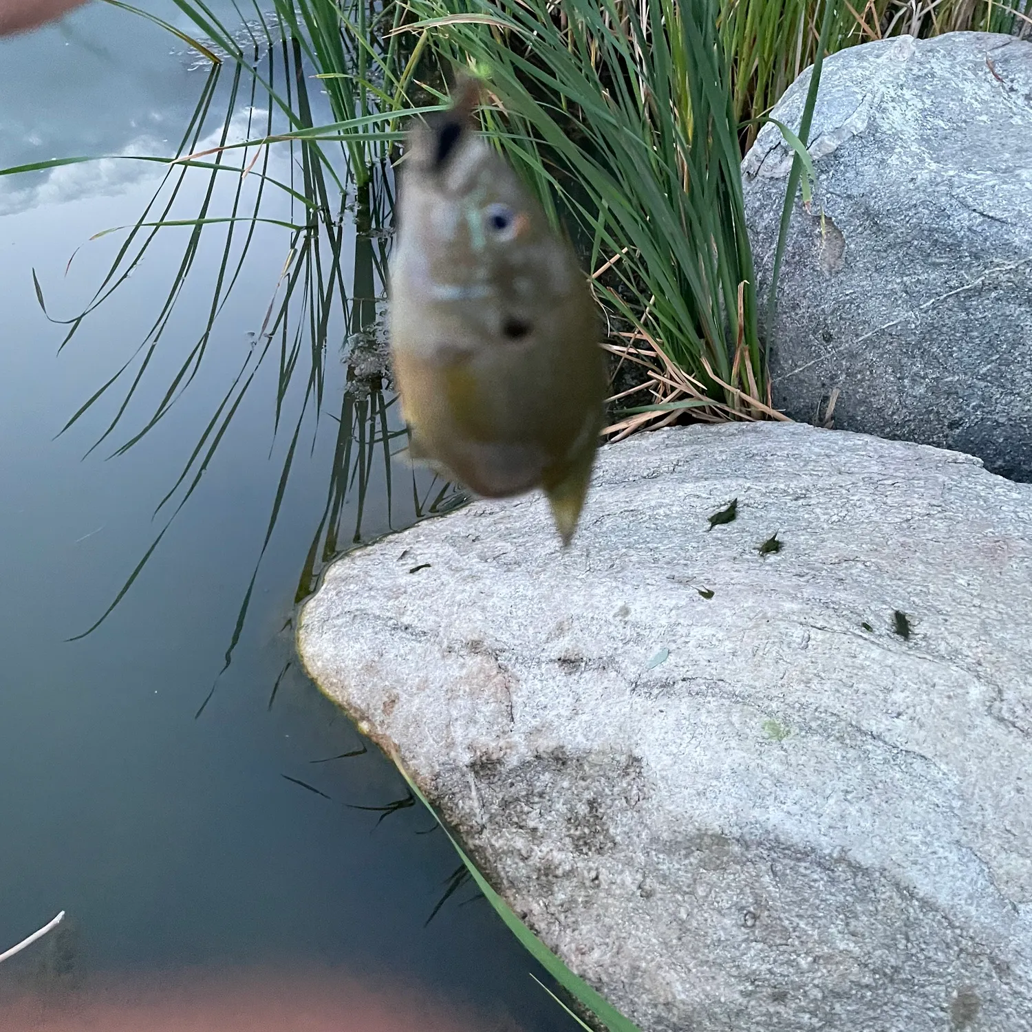 Fish caught on Fishbrain