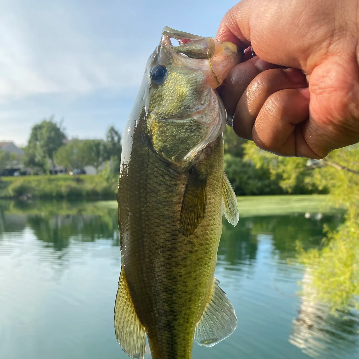 Largemouth bass caught on Fishbrain