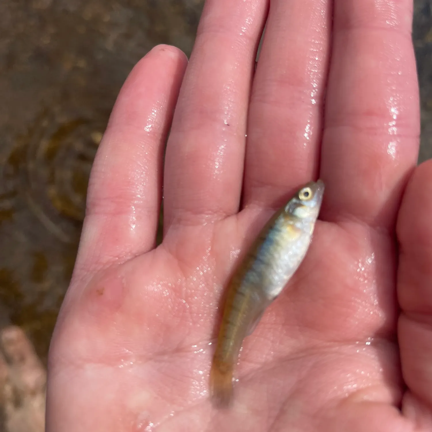 The most recent Common logperch catches on Fishbrain