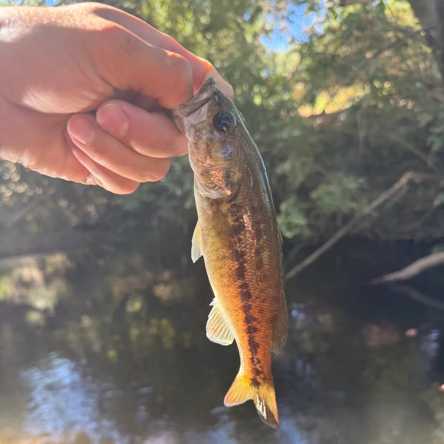 Spotted bass caught on Fishbrain