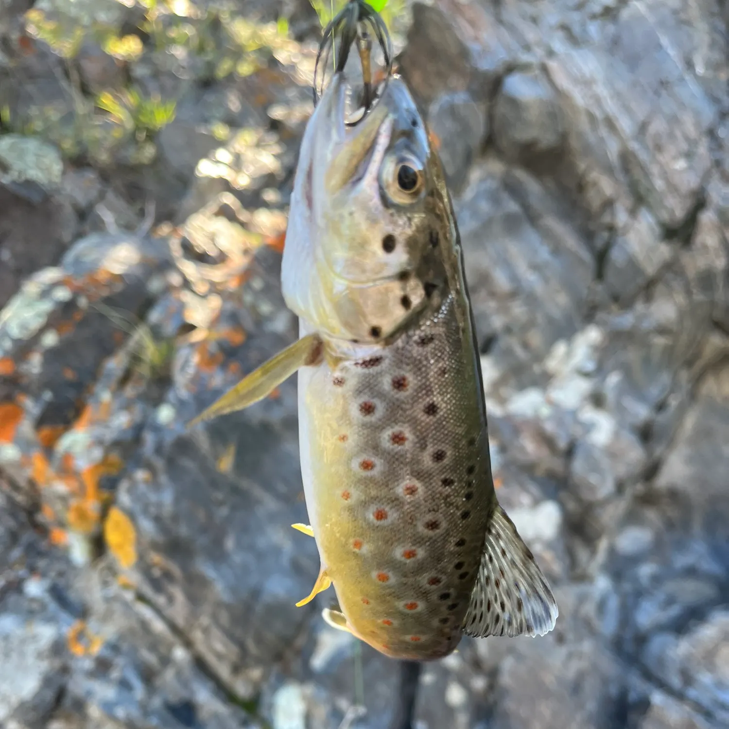Lake trout caught on Fishbrain