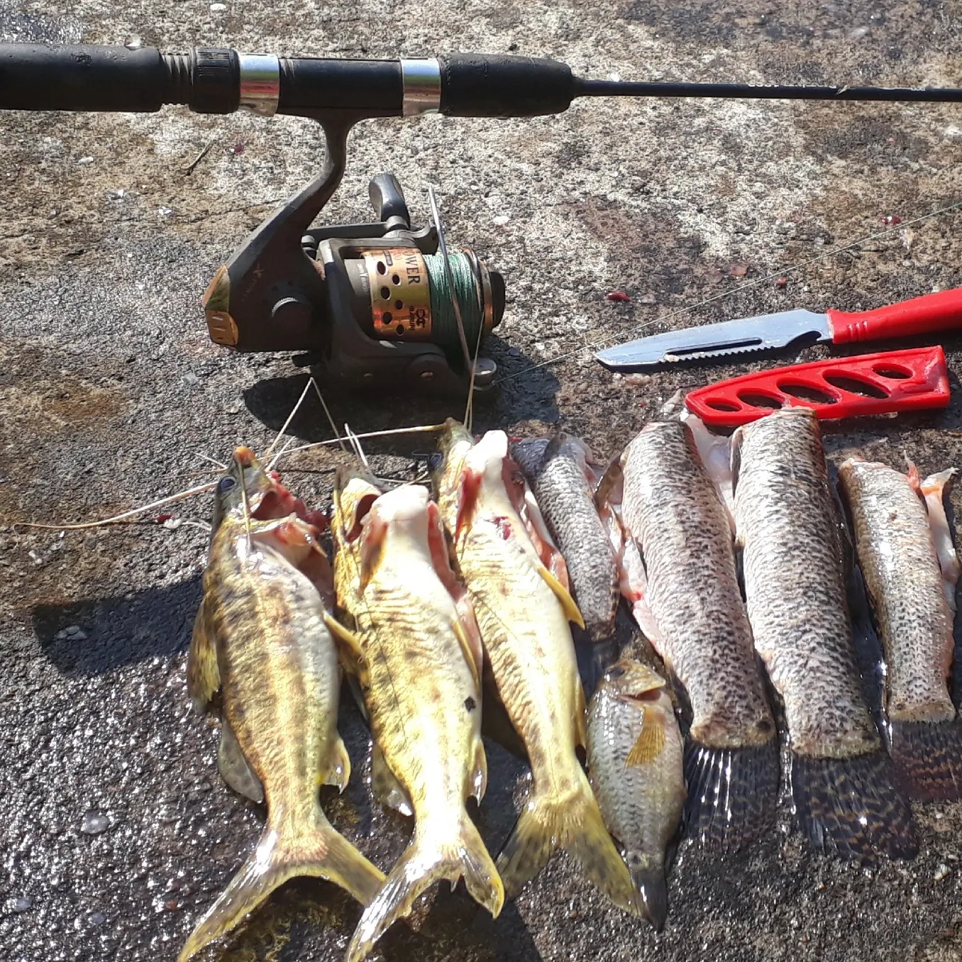 recently logged catches