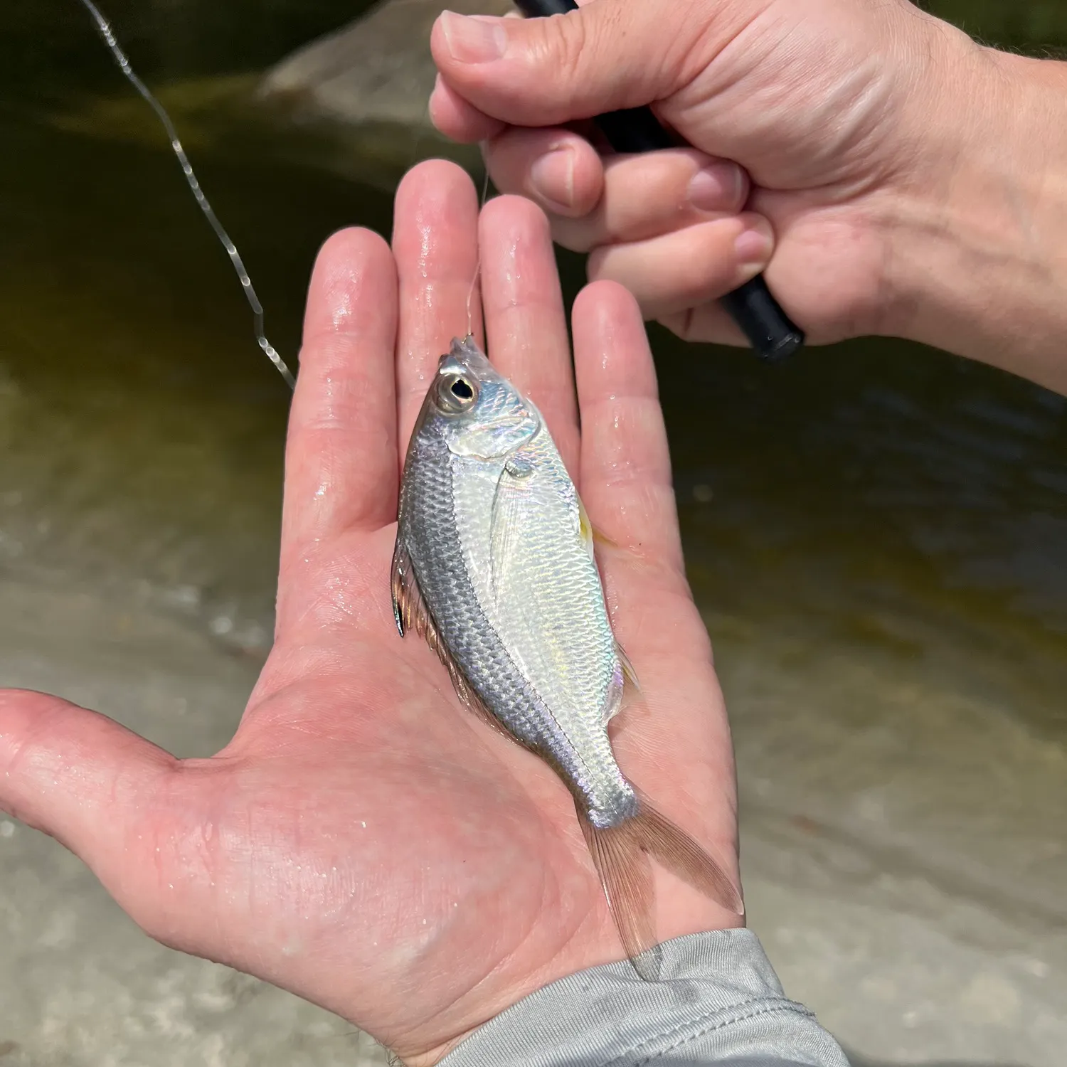 most liked catch image