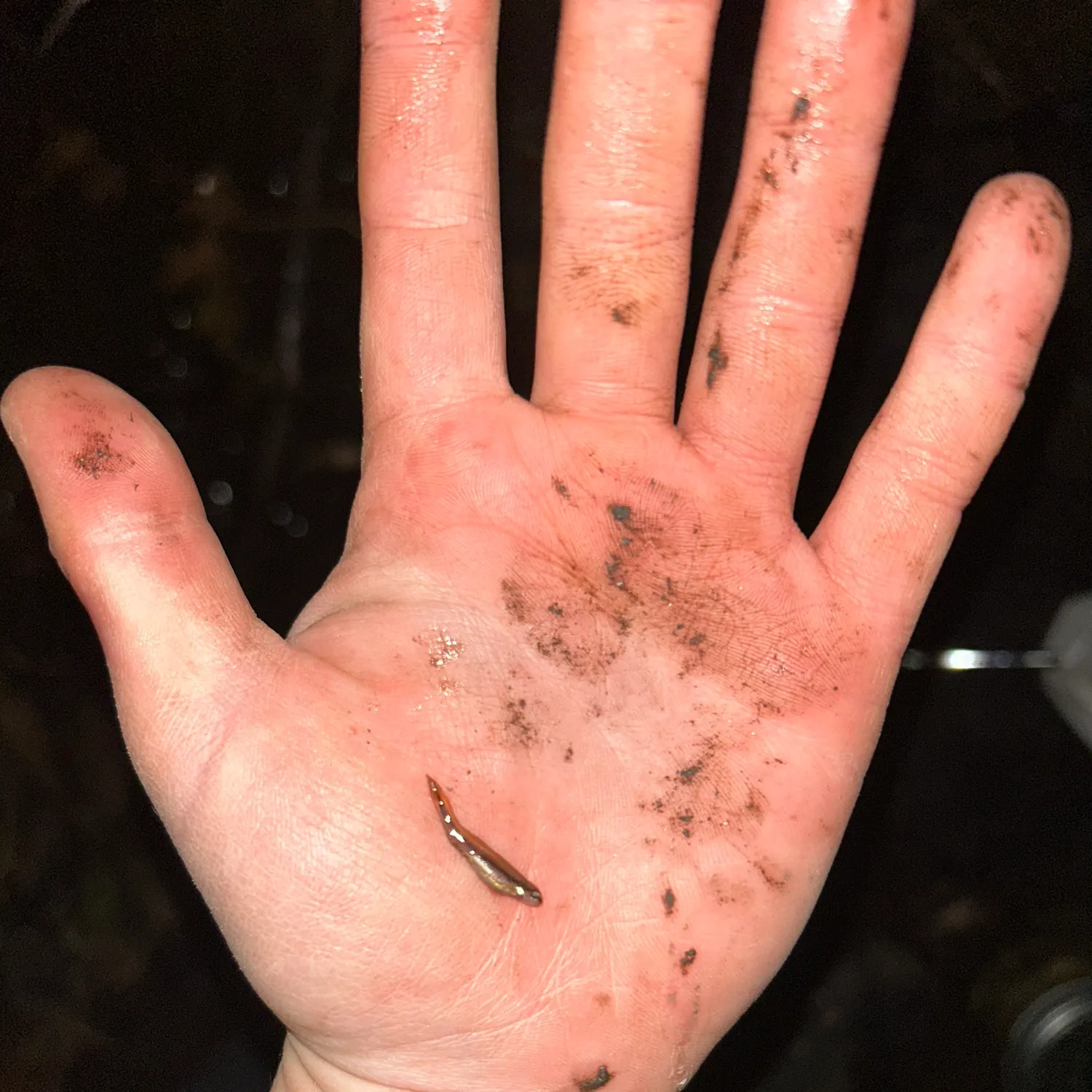 The most recent Eastern blacknose dace catches on Fishbrain