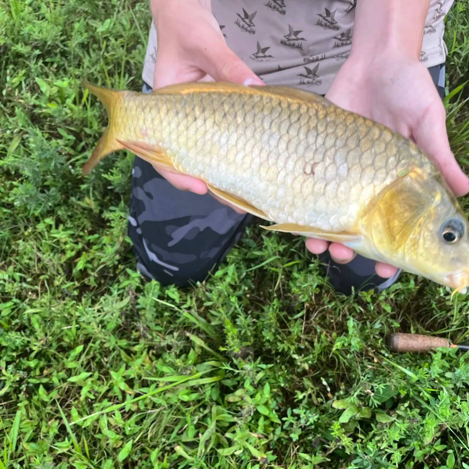 Koi x common carp caught on Fishbrain