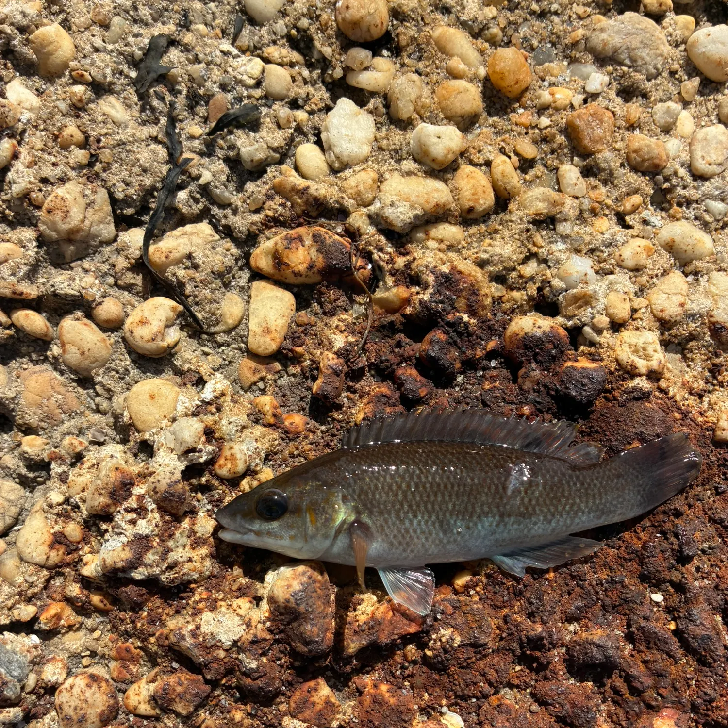 Cunner caught on Fishbrain