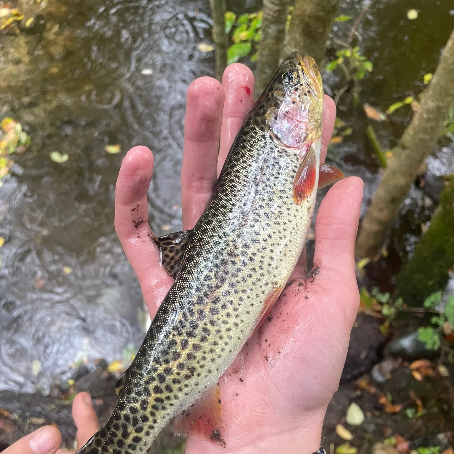 Cutthroat trout caught on Fishbrain