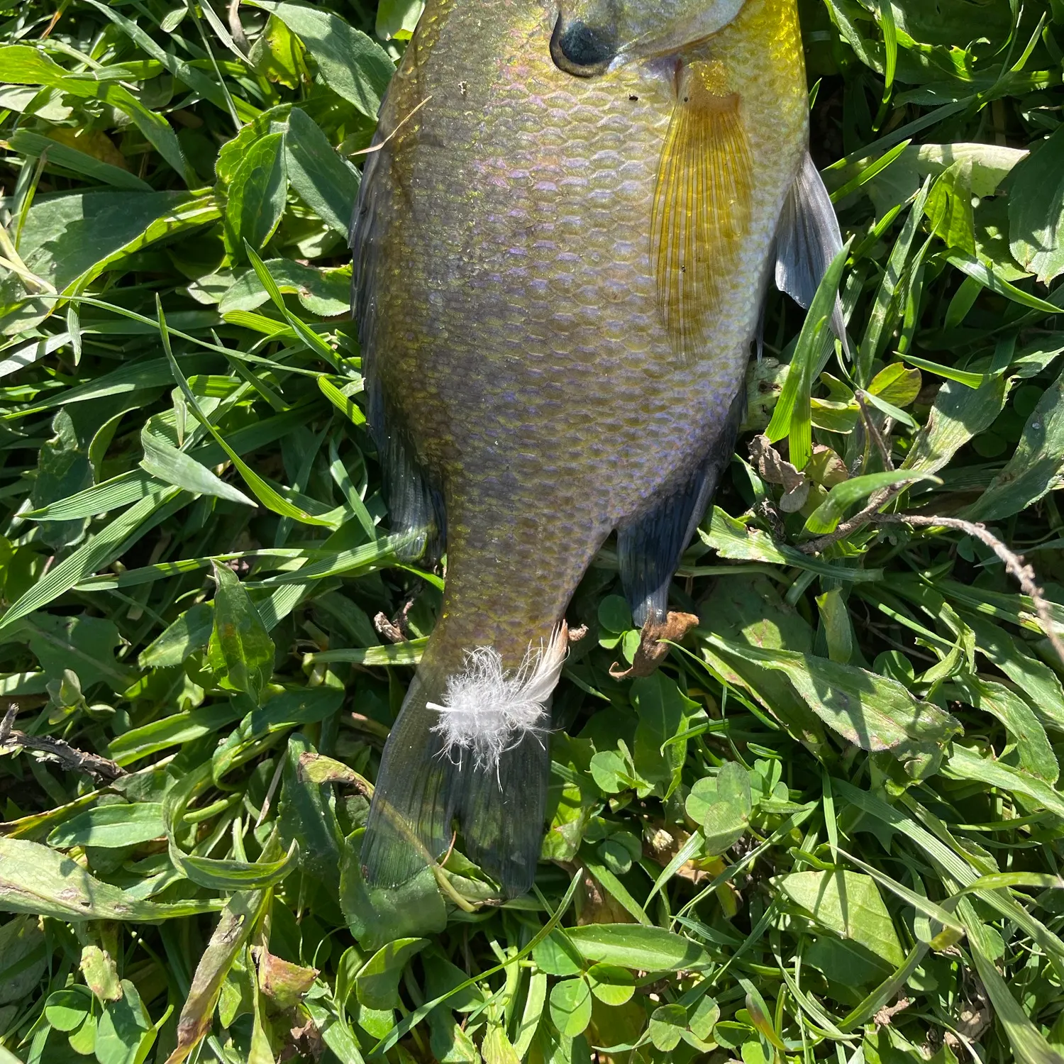 Bluegill caught on Fishbrain