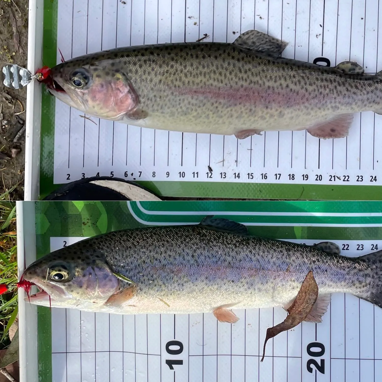 recently logged catches