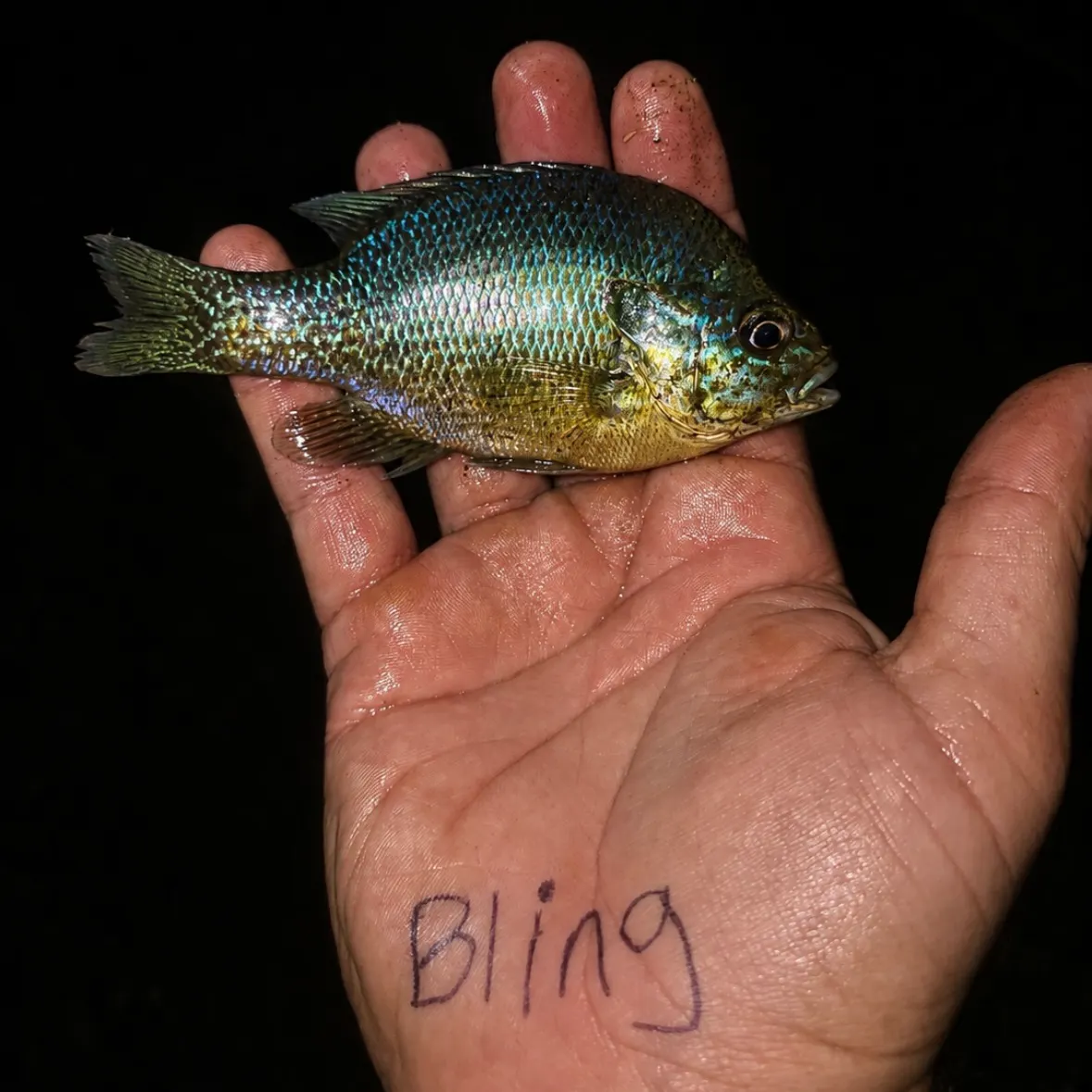 Plains longear sunfish caught on Fishbrain
