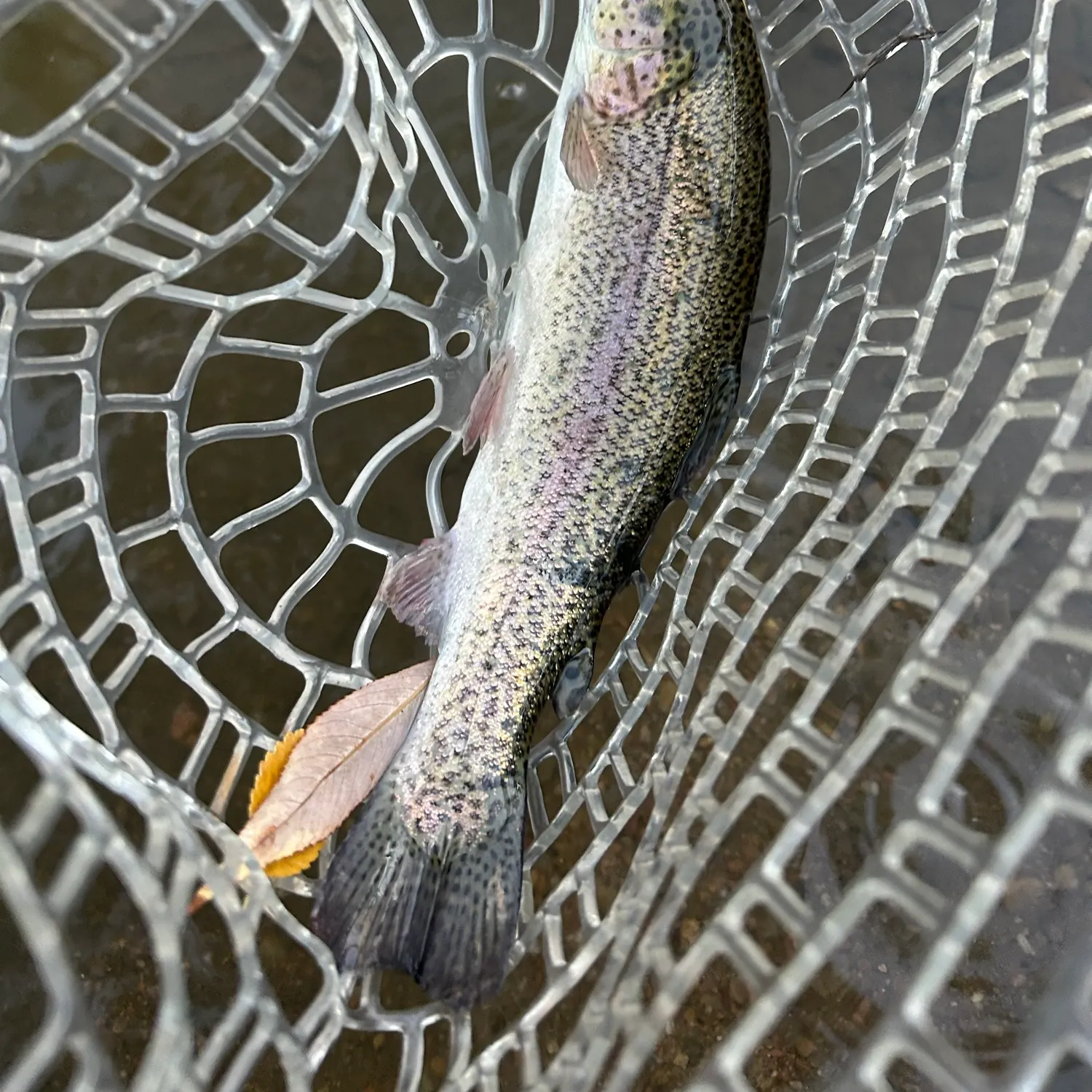 Rainbow trout caught on Fishbrain