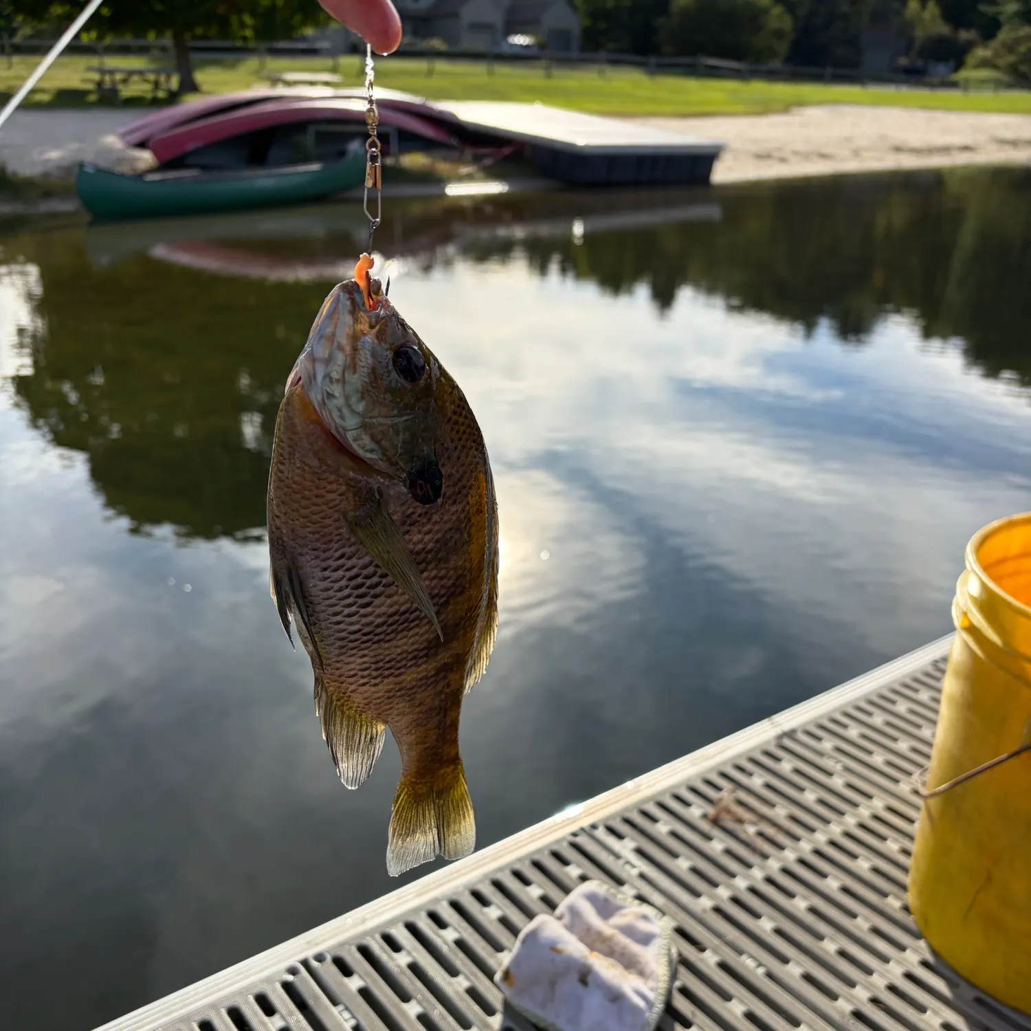 Bluegill caught on Fishbrain