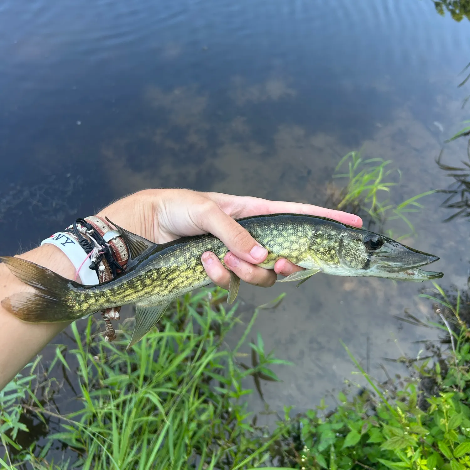 Chain pickerel caught on Fishbrain