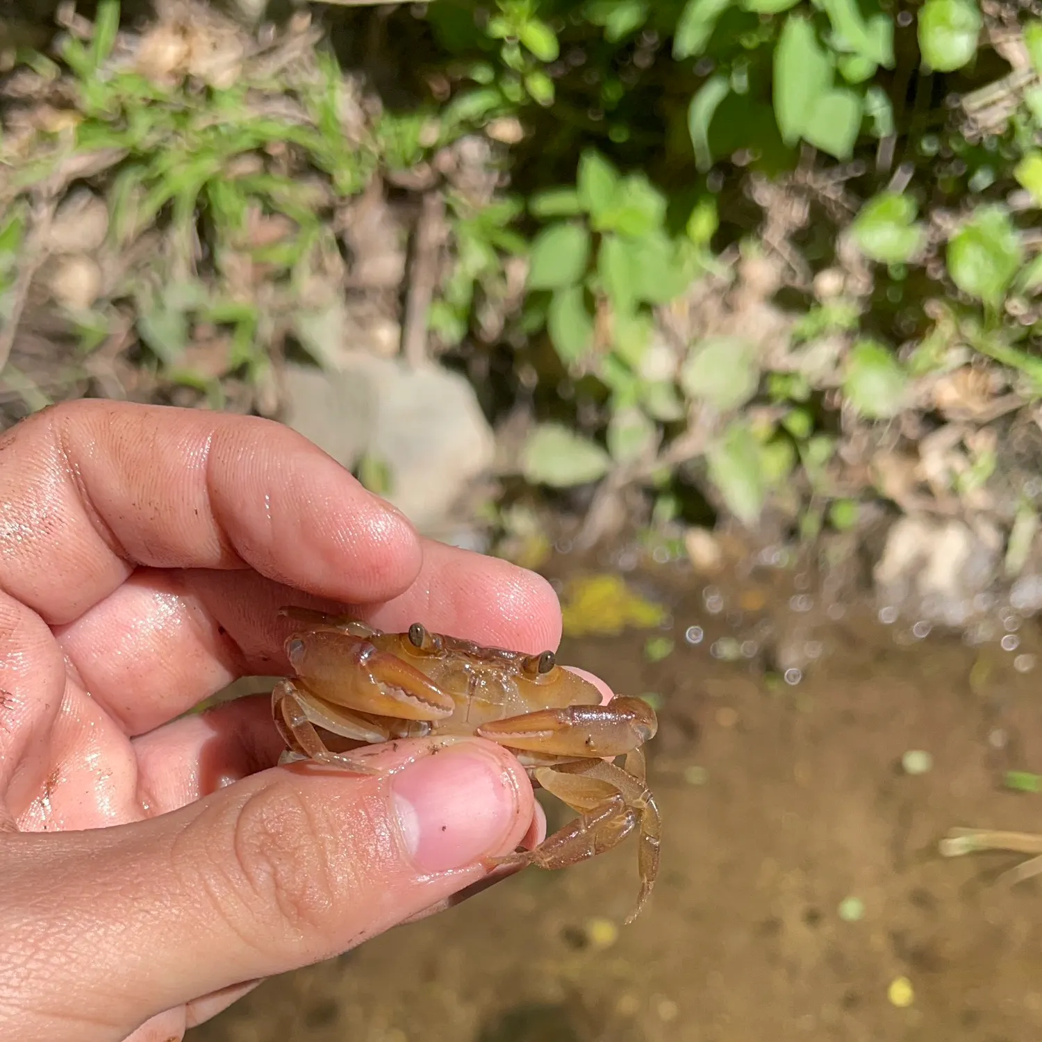 The most recent Pacific rock crab catches on Fishbrain