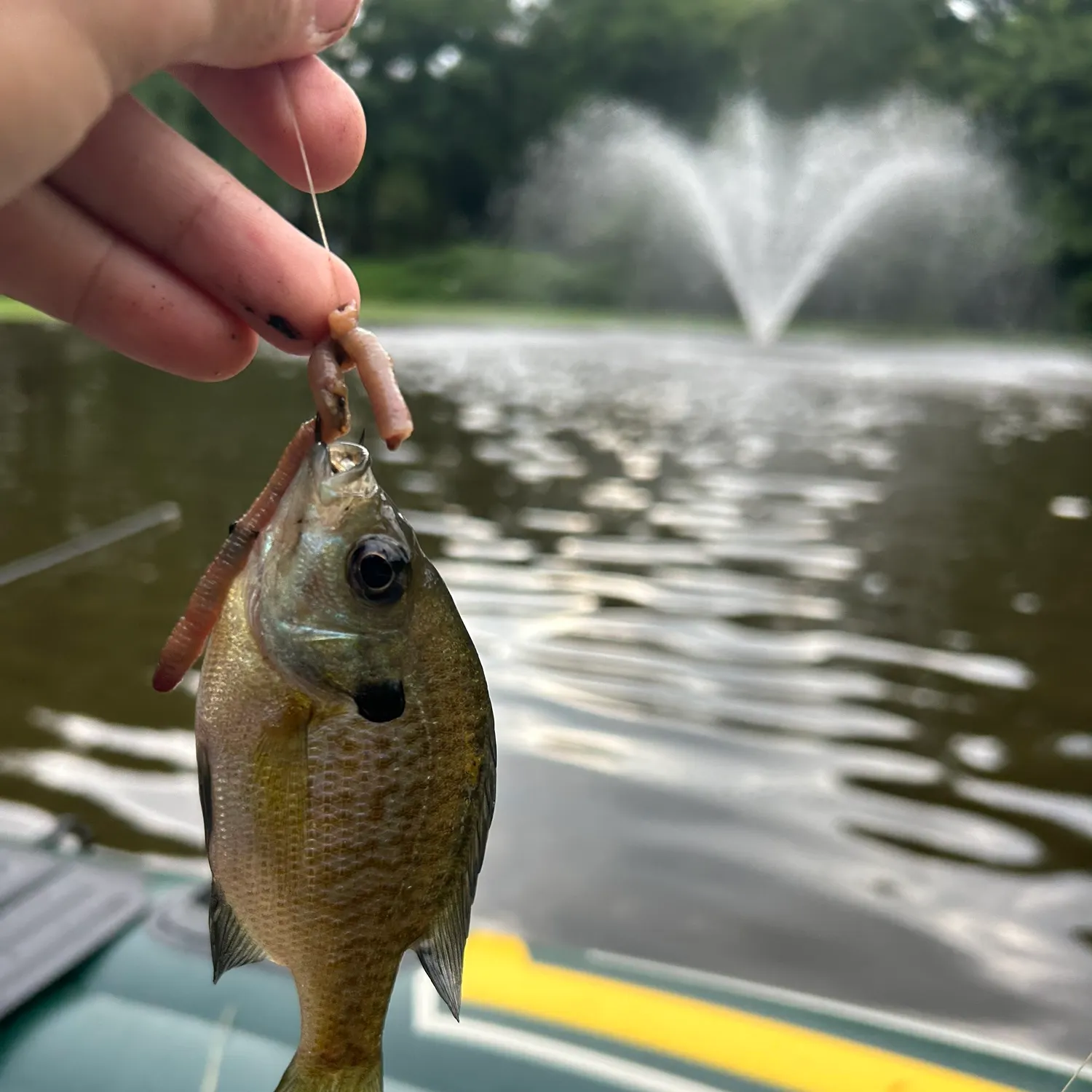 Bluegill caught on Fishbrain