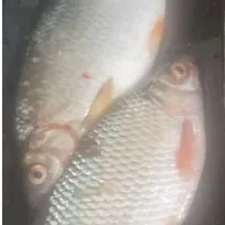 Common roach caught on Fishbrain