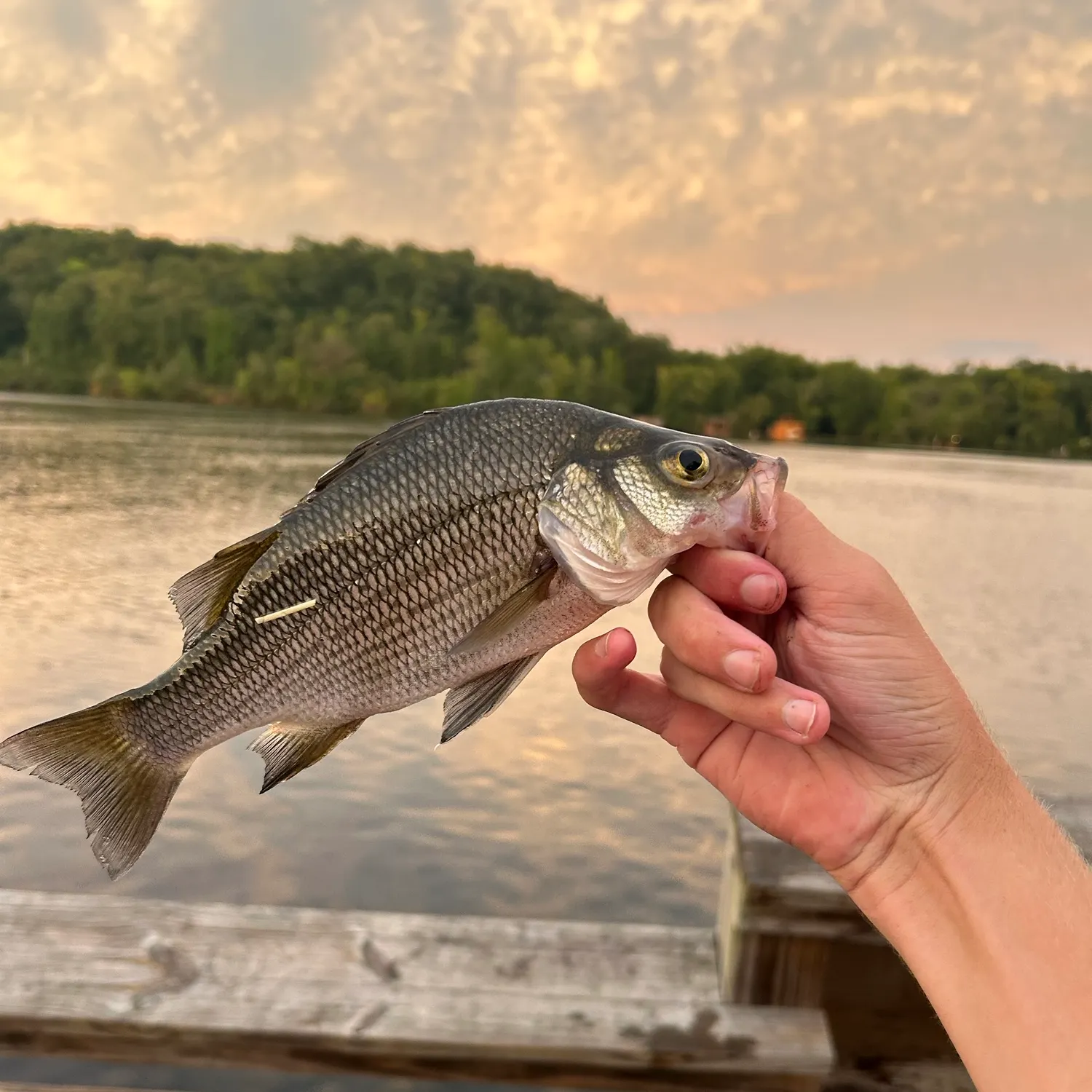 White perch caught on Fishbrain