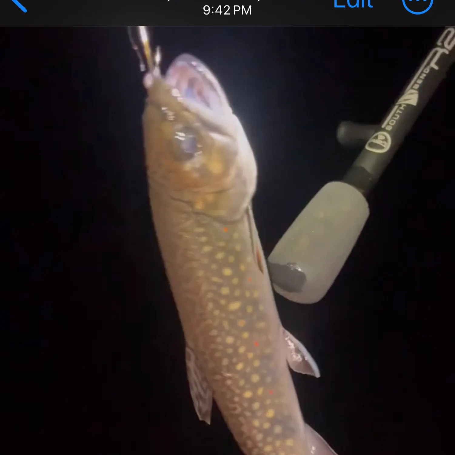 recently logged catches