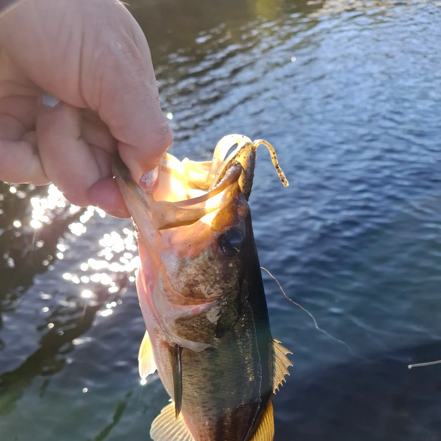 Largemouth bass caught on Fishbrain