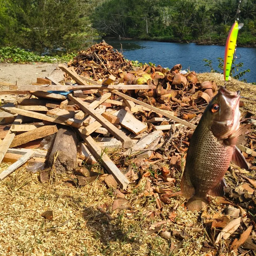 The most recent Mangrove red snapper catches on Fishbrain