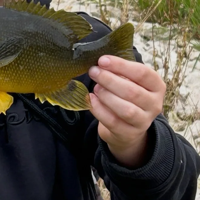 Pumpkinseed x green sunfish caught on Fishbrain