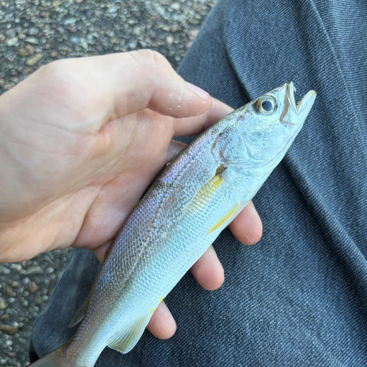 Sand seatrout caught on Fishbrain