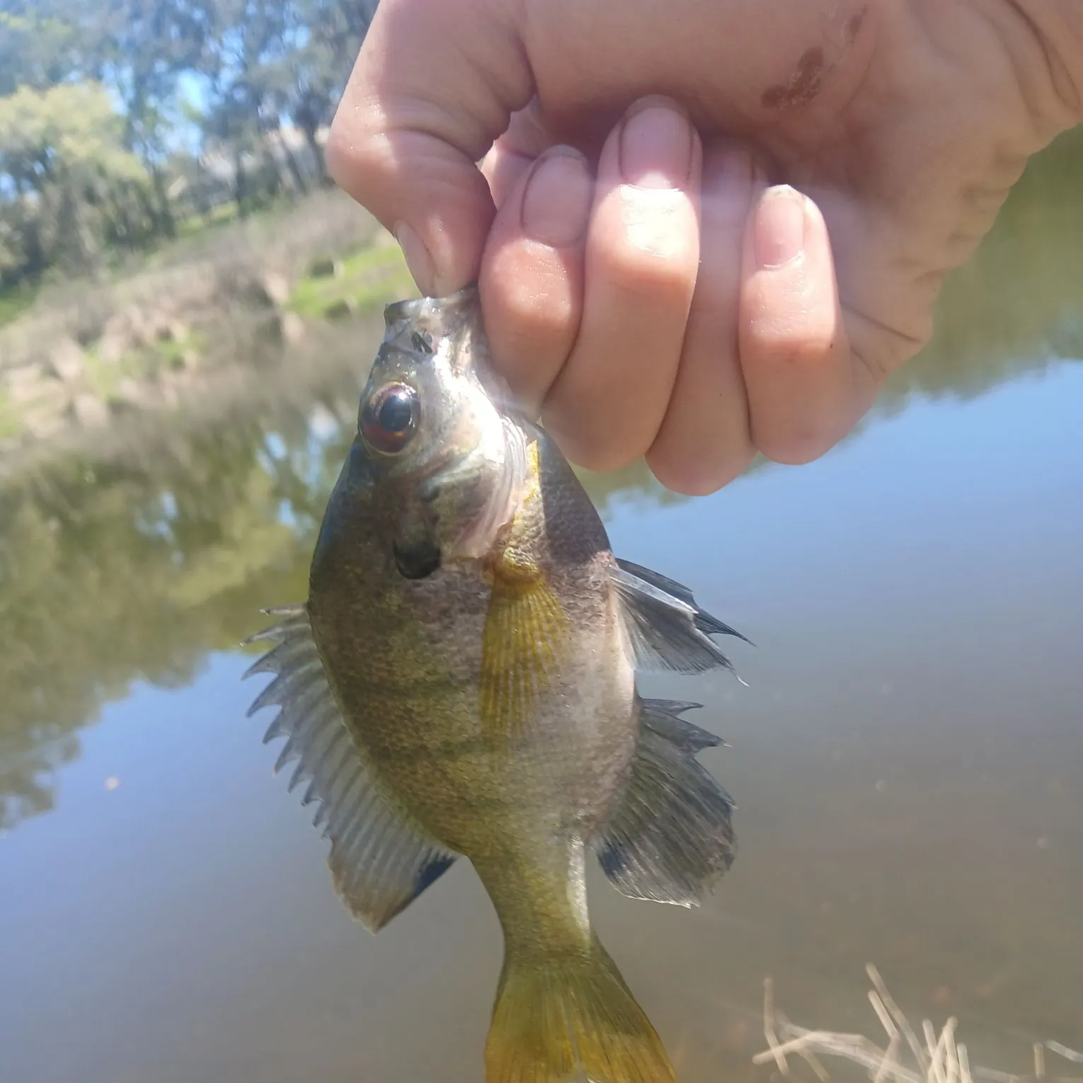 The most recent Coppernose bluegill catches on Fishbrain