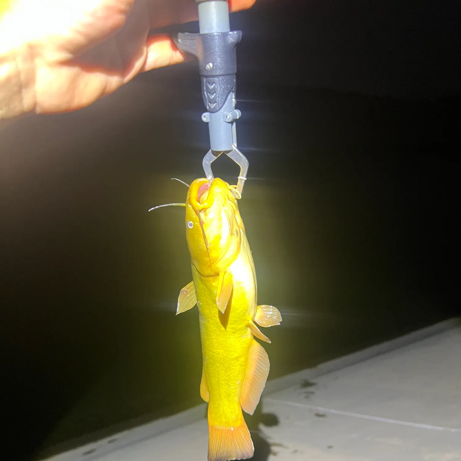 Channel catfish caught on Fishbrain