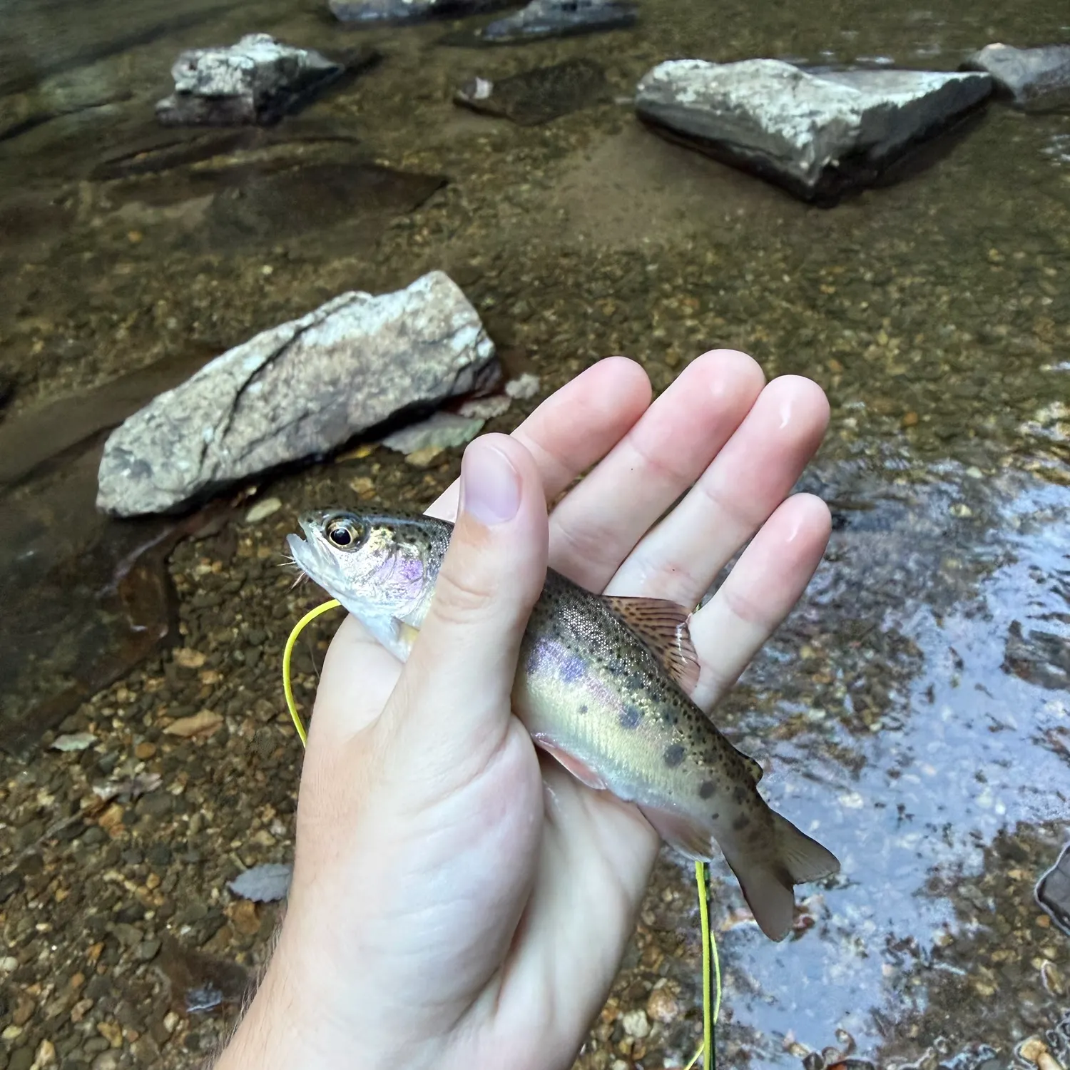 Rainbow trout caught on Fishbrain