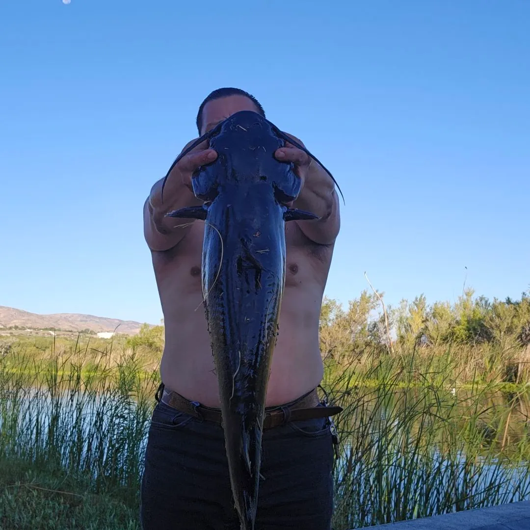 Channel catfish caught on Fishbrain
