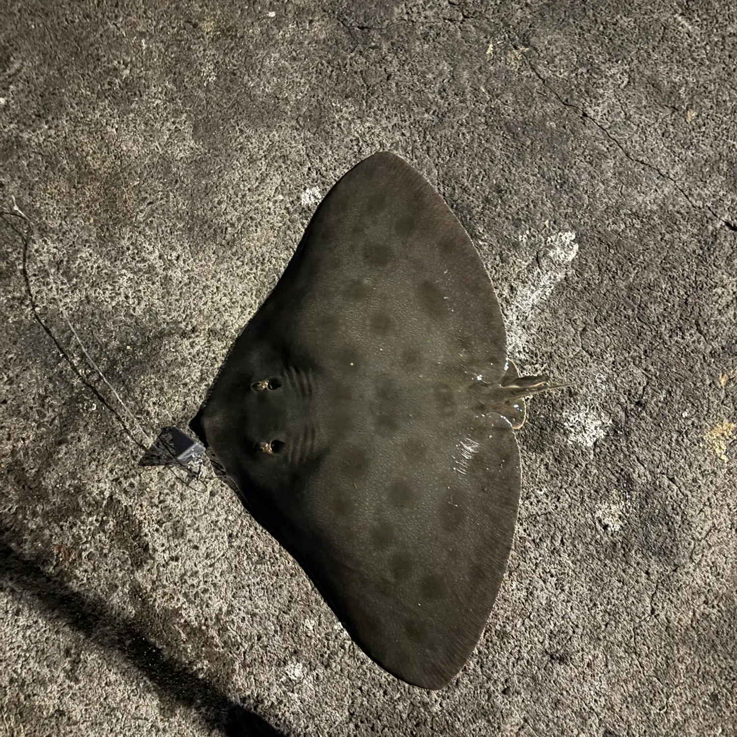 The most recent Backwater butterfly ray catches on Fishbrain