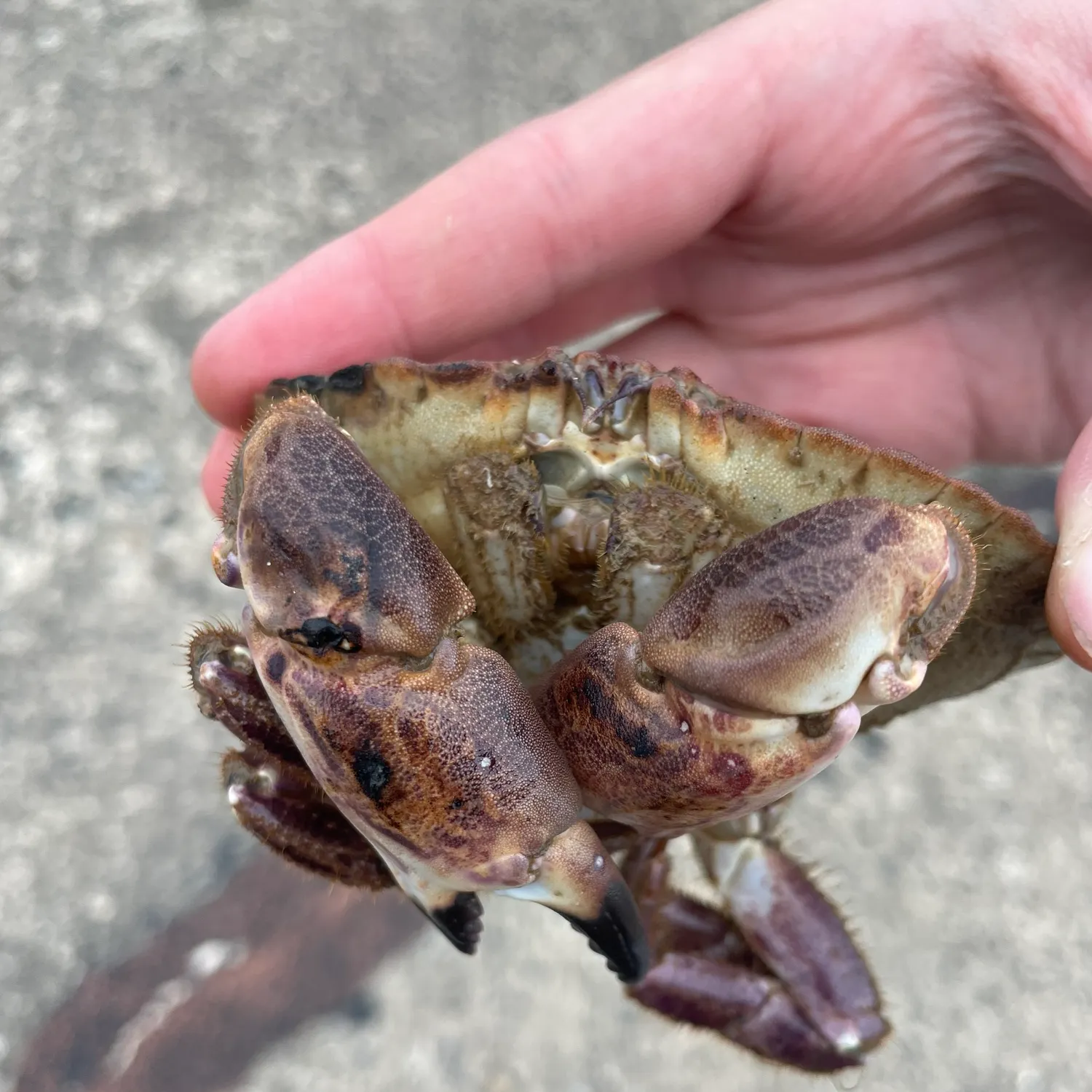 Fish caught on Fishbrain