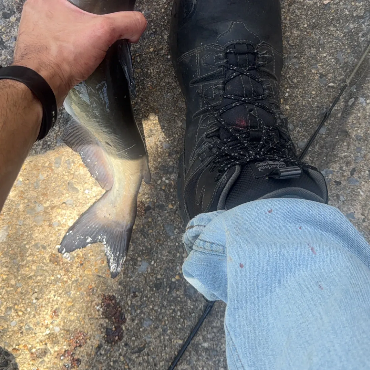 Channel catfish caught on Fishbrain