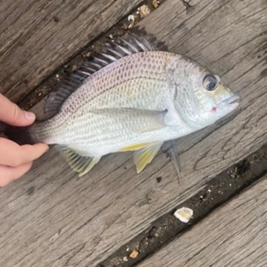 Southern black bream caught on Fishbrain