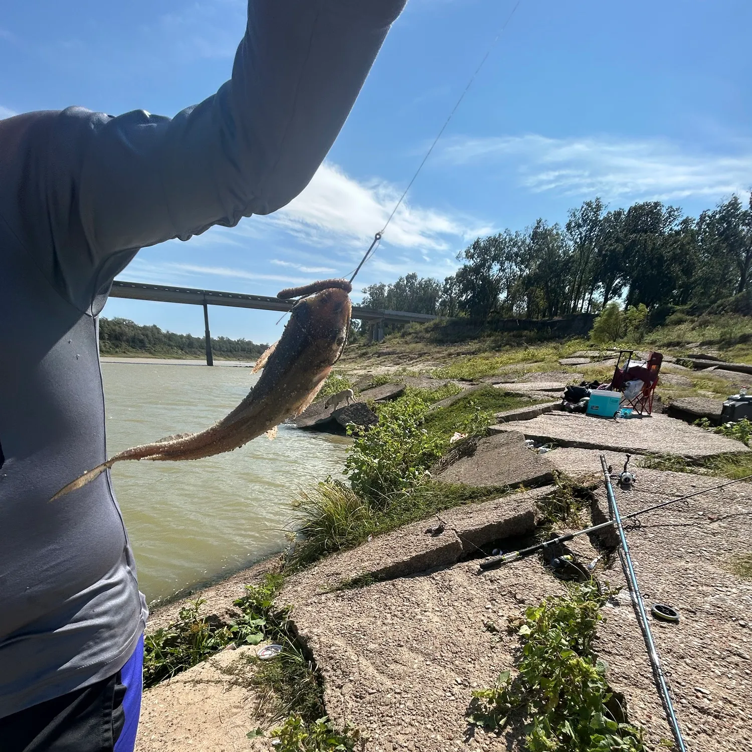 Channel catfish caught on Fishbrain