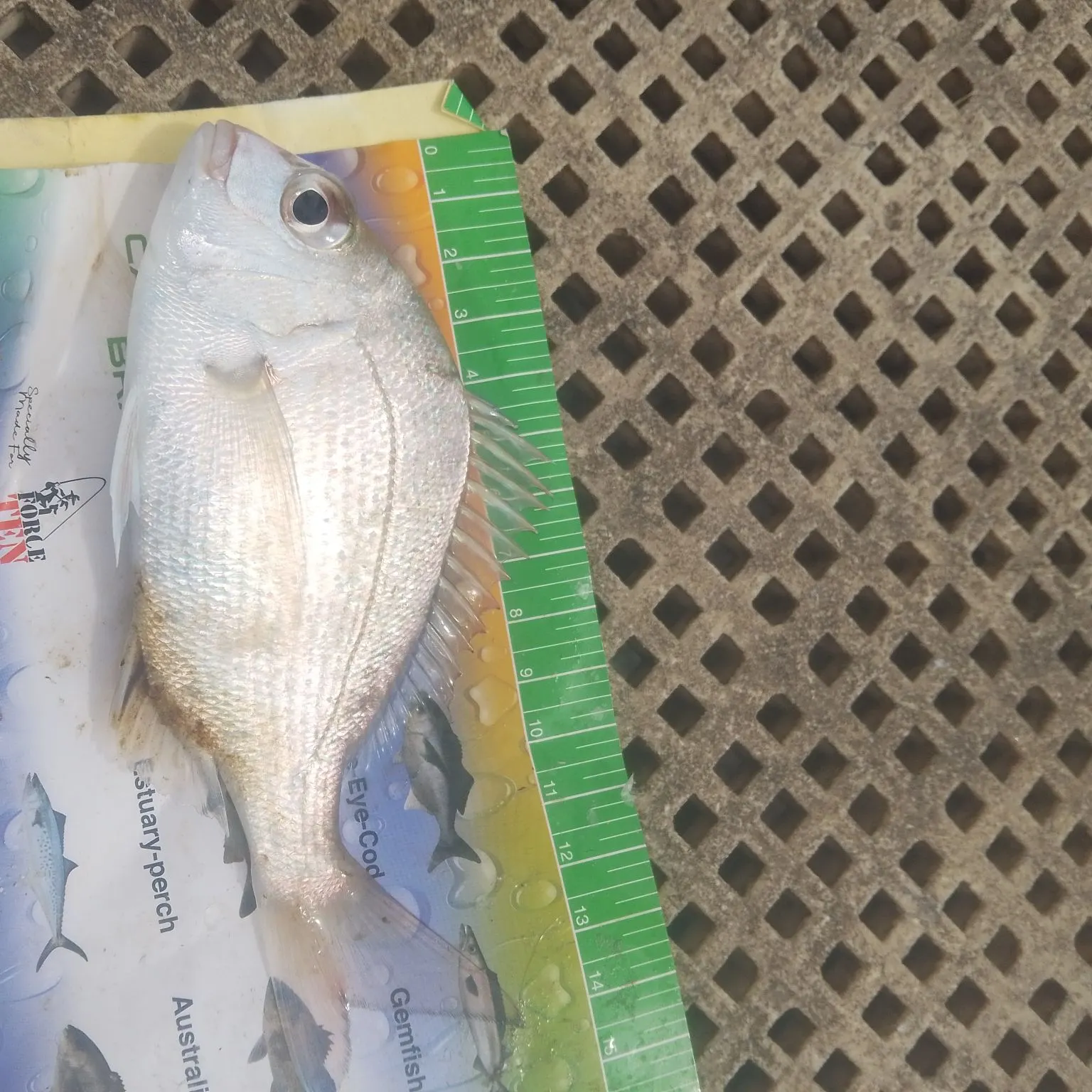 The most recent Australasian snapper catches on Fishbrain