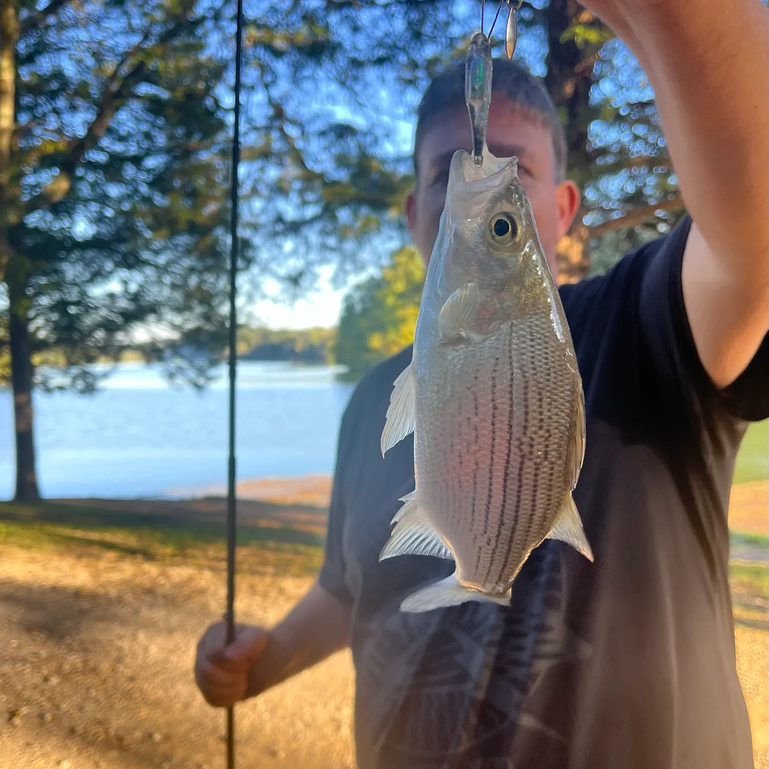 White bass caught on Fishbrain