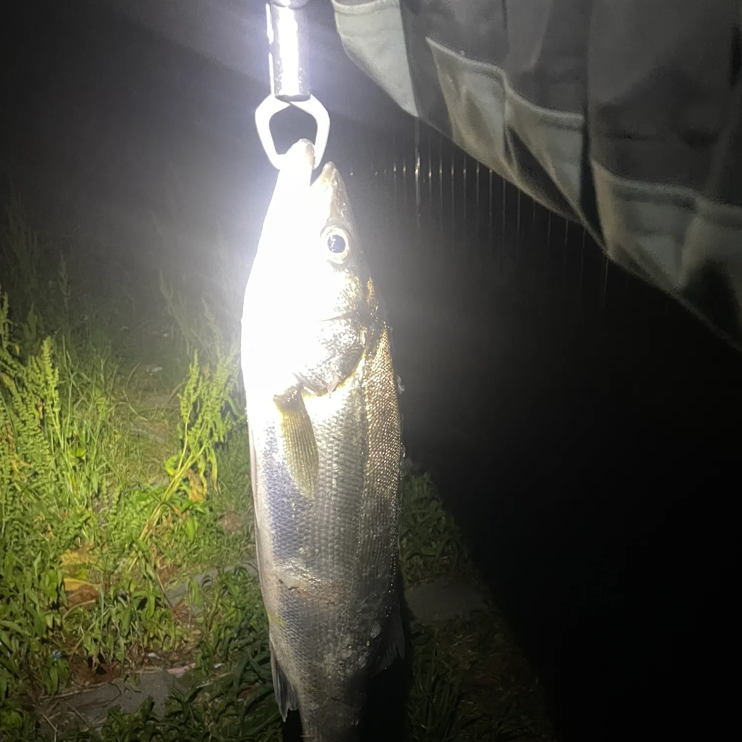 The most recent Japanese seabass catches on Fishbrain