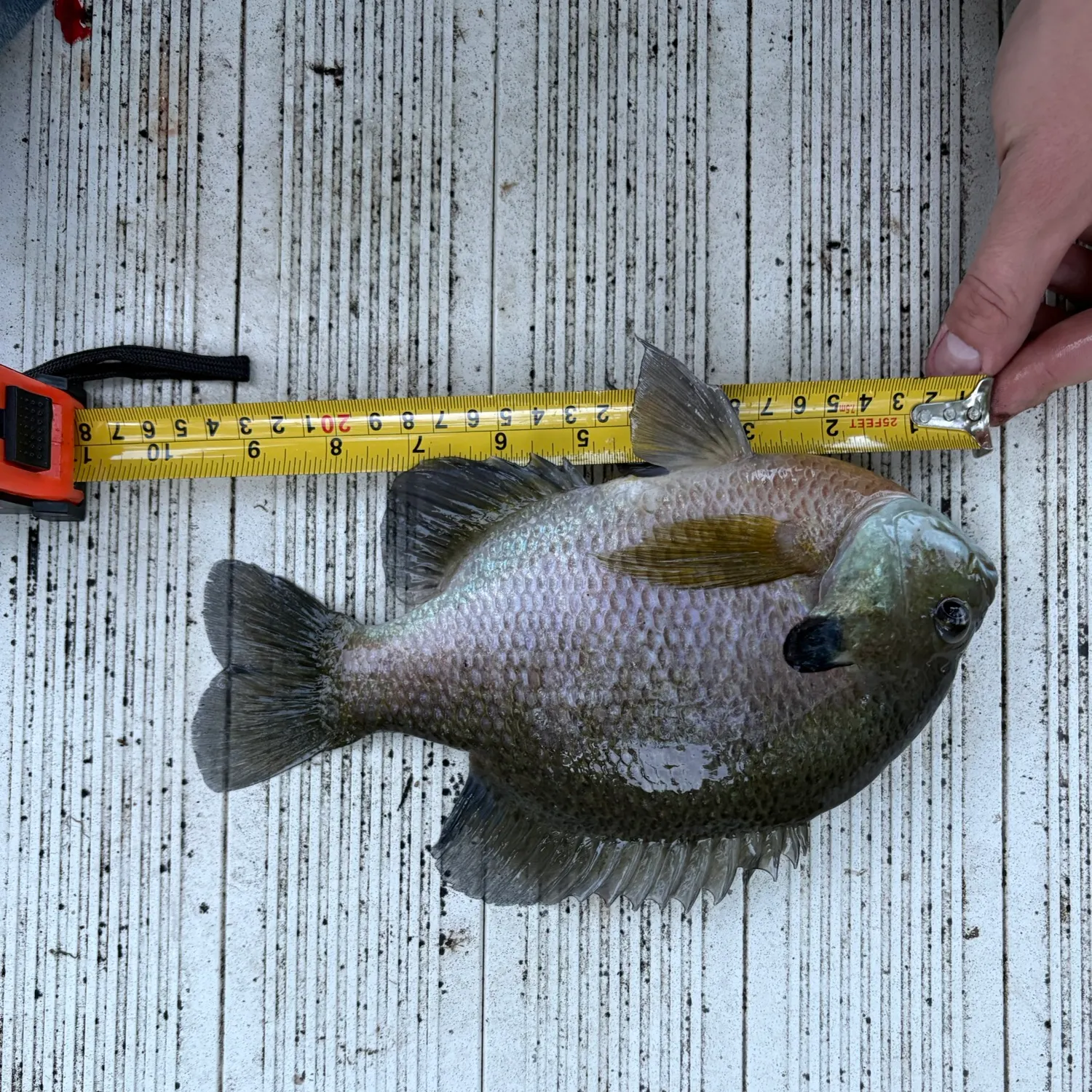 Bluegill caught on Fishbrain