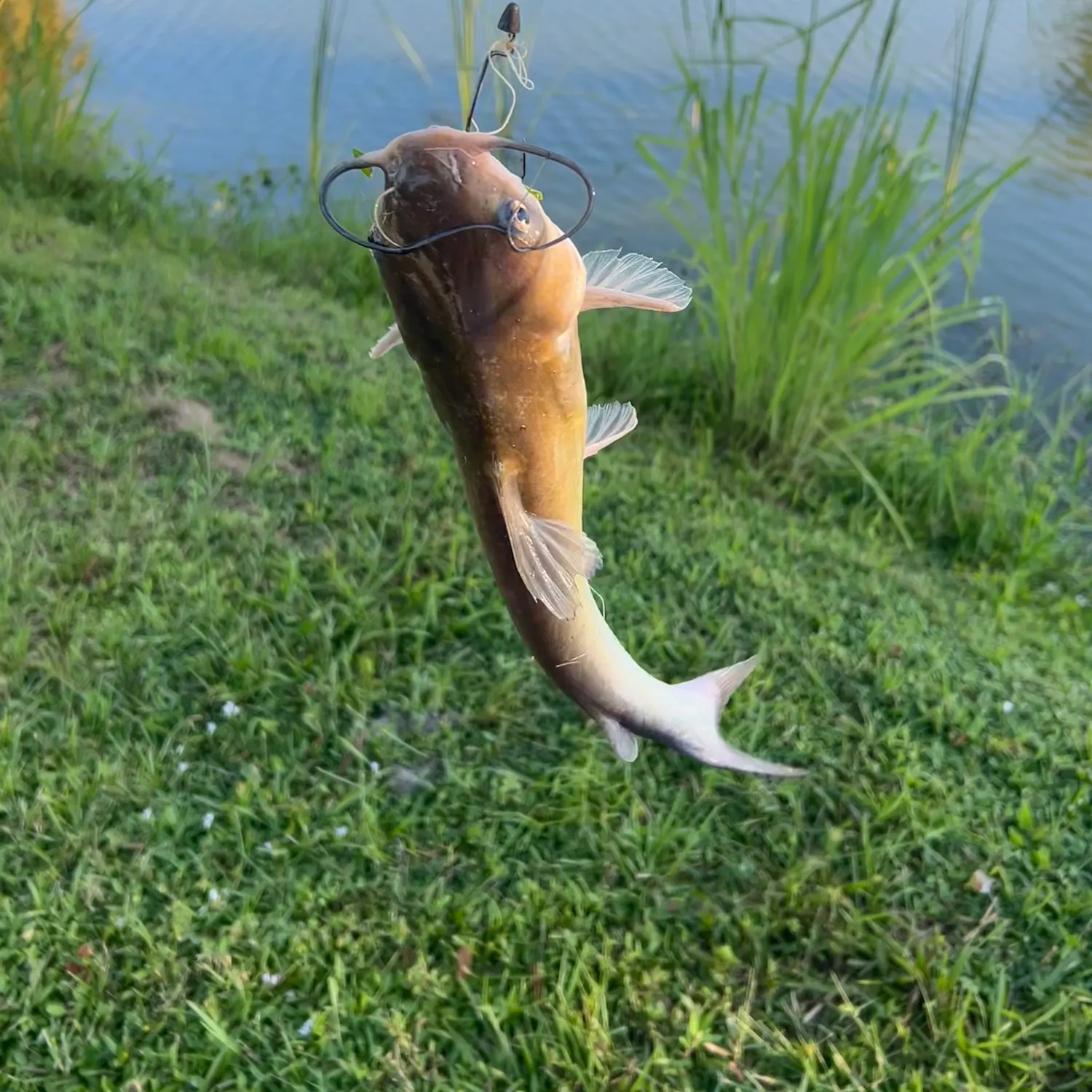 Channel catfish caught on Fishbrain