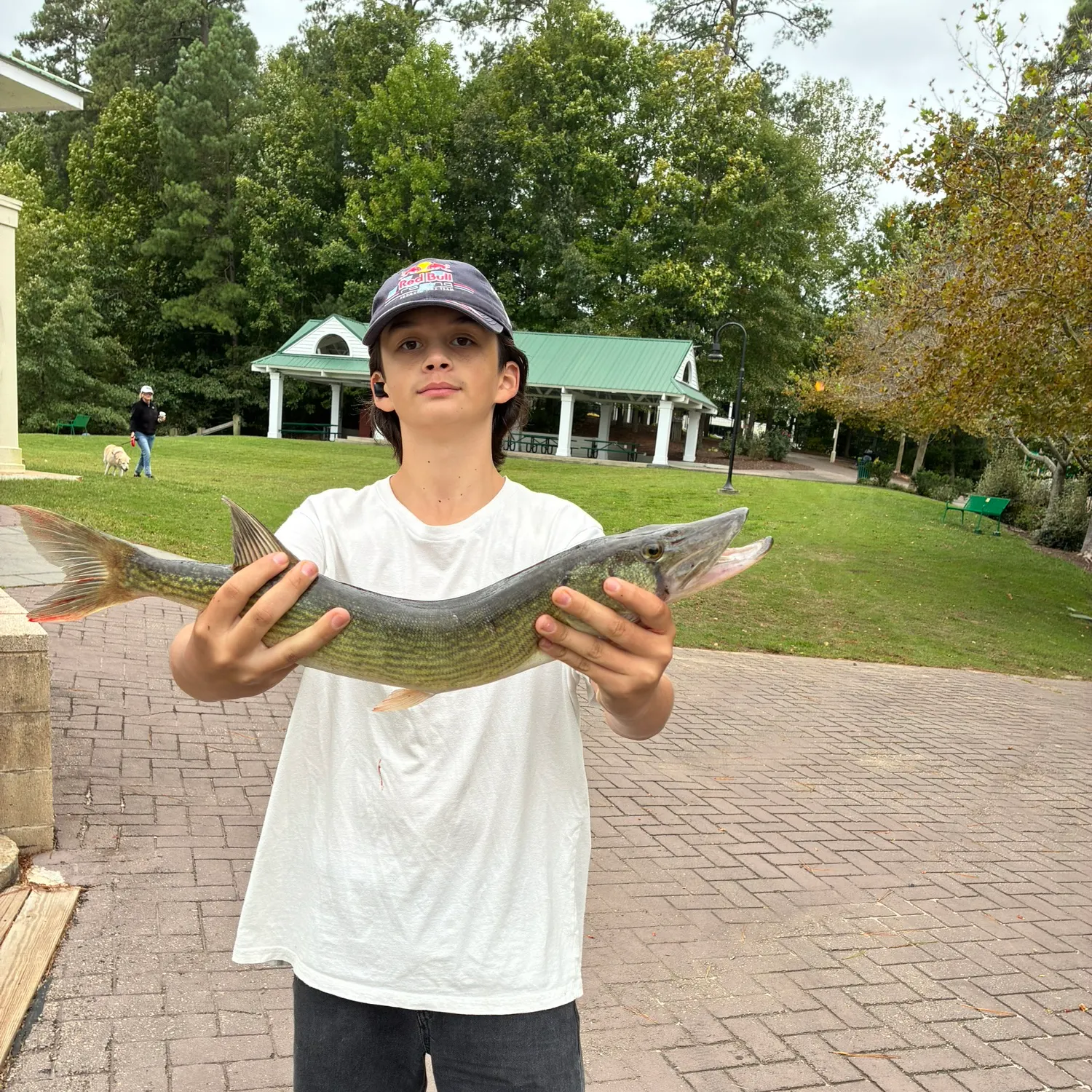 Chain pickerel caught on Fishbrain